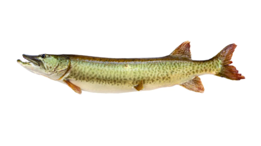 <ul><li><p><em><u>Order</u></em>: Esociformes</p></li><li><p><em><u>Family</u></em>: Esocidae</p></li><li><p><strong>body very elongate; duck-like snout</strong></p></li></ul><p></p>