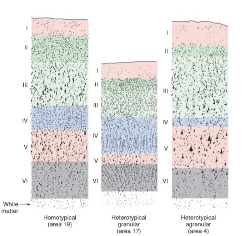 <p><strong>cerebral cortex</strong></p><ul><li><p>what is layer 1 called?</p></li></ul><p></p>