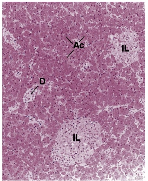 <p>Ac = acini</p><p>IL = Islets of Langerhans</p><p>D = exocrine duct</p><p>Exocrine portion of pancreas is larger</p>