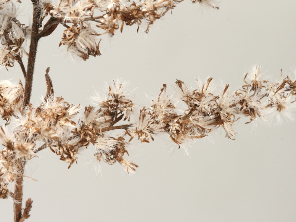 <p>Wrinkle leaf goldenrod (winter)</p>