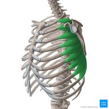 <p>origin: lateral surfaces of most ribs </p><p>insertion: coracoid process of scapula</p>