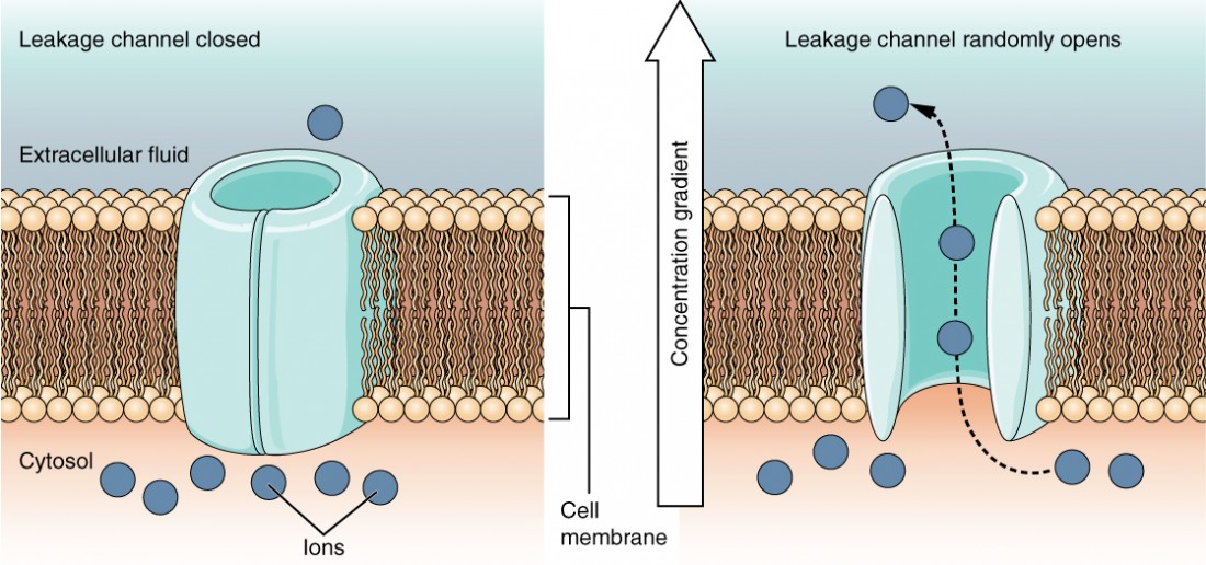 <p>These are CHANNELS that are <strong>ALWAYS OPEN</strong> and <strong>ALLOWS SPECIFIC SUBSTANCE TO ENTER THROUGH CONSTANTLY </strong></p><ul><li><p>e.g, K+ leak channels are always open to K+ ions (but it’s not going to allow other types of molecules to enter through because it’s specific to one substance)</p></li></ul><p></p>