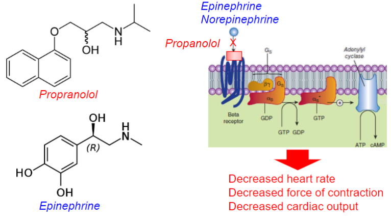 <ul><li><p>Competitive, non-selective beta antagonist at the beta adrenergic receptor (beta-blocker)</p></li><li><p>used for treatment of hypertension (high bp)</p><ul><li><p>decreased heart rate, force of contraction and cardiac output</p></li></ul></li></ul>