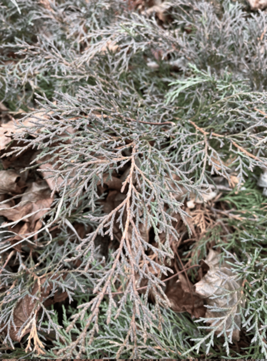 <p>burgundy fall on top green on bottom, huge spreading, horizontal flat growth, like no cones, XY</p>