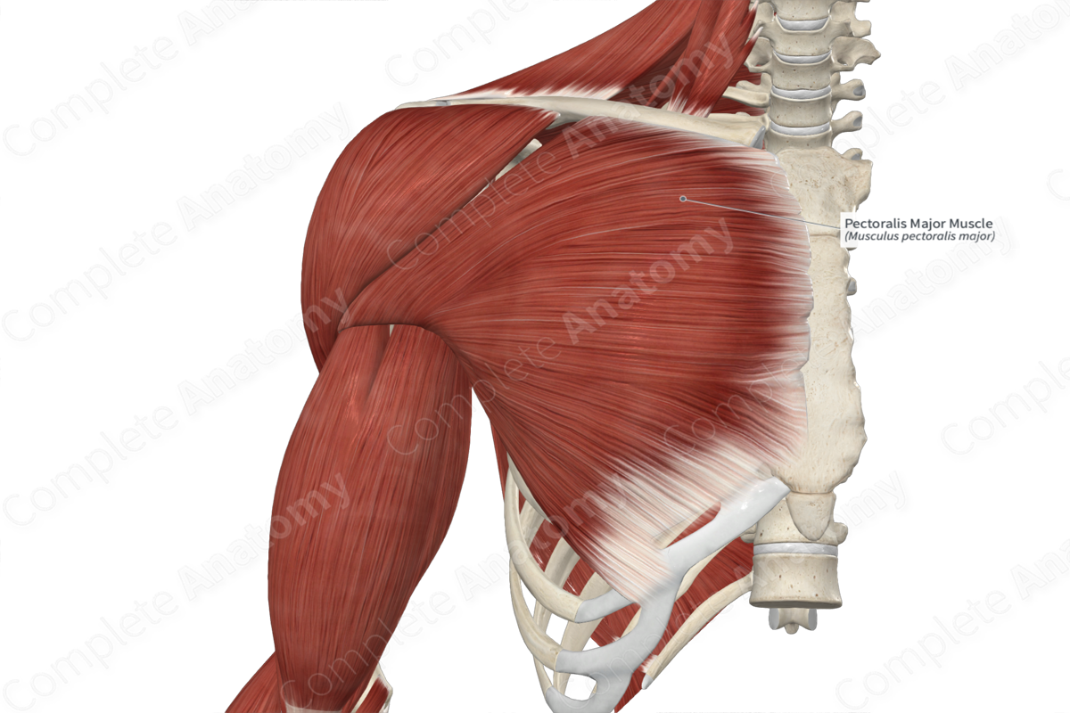 <p>Origin: Clavicle, sternum and costal cartilage of the upper ribs</p><p style="text-align: start">Insertion: Greater tubercle</p><p style="text-align: start">Action: Flexes shoulder and aDducts the humerus</p>