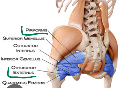 <p><em>m. glutaeus maximus</em></p><p><em>m. piriformis</em></p><p><em>m. obturatorius externus</em></p><p></p>