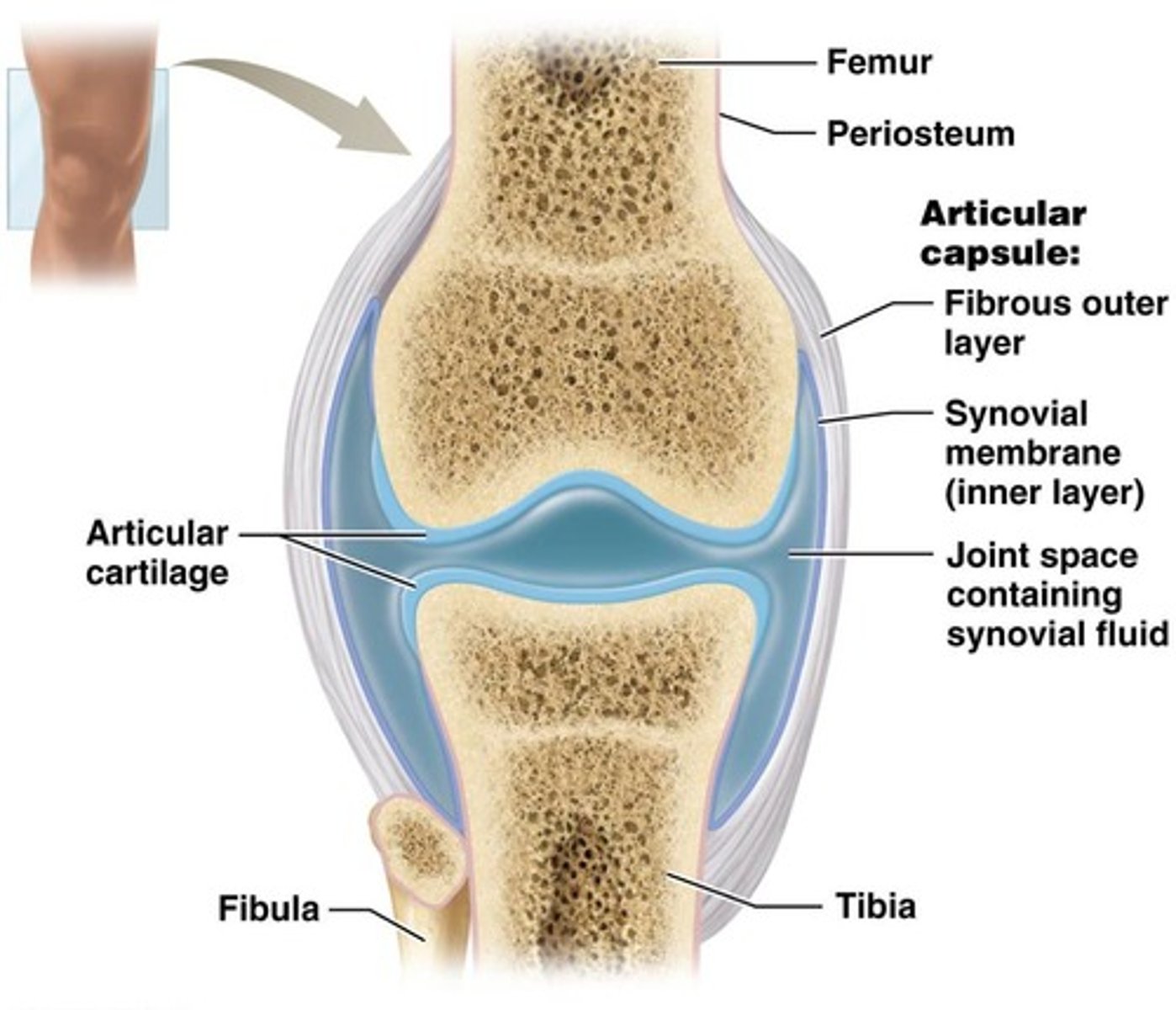 <p>Presence of a synovial cavity, articular capsule, synovial fluid, and articular cartilage.</p>