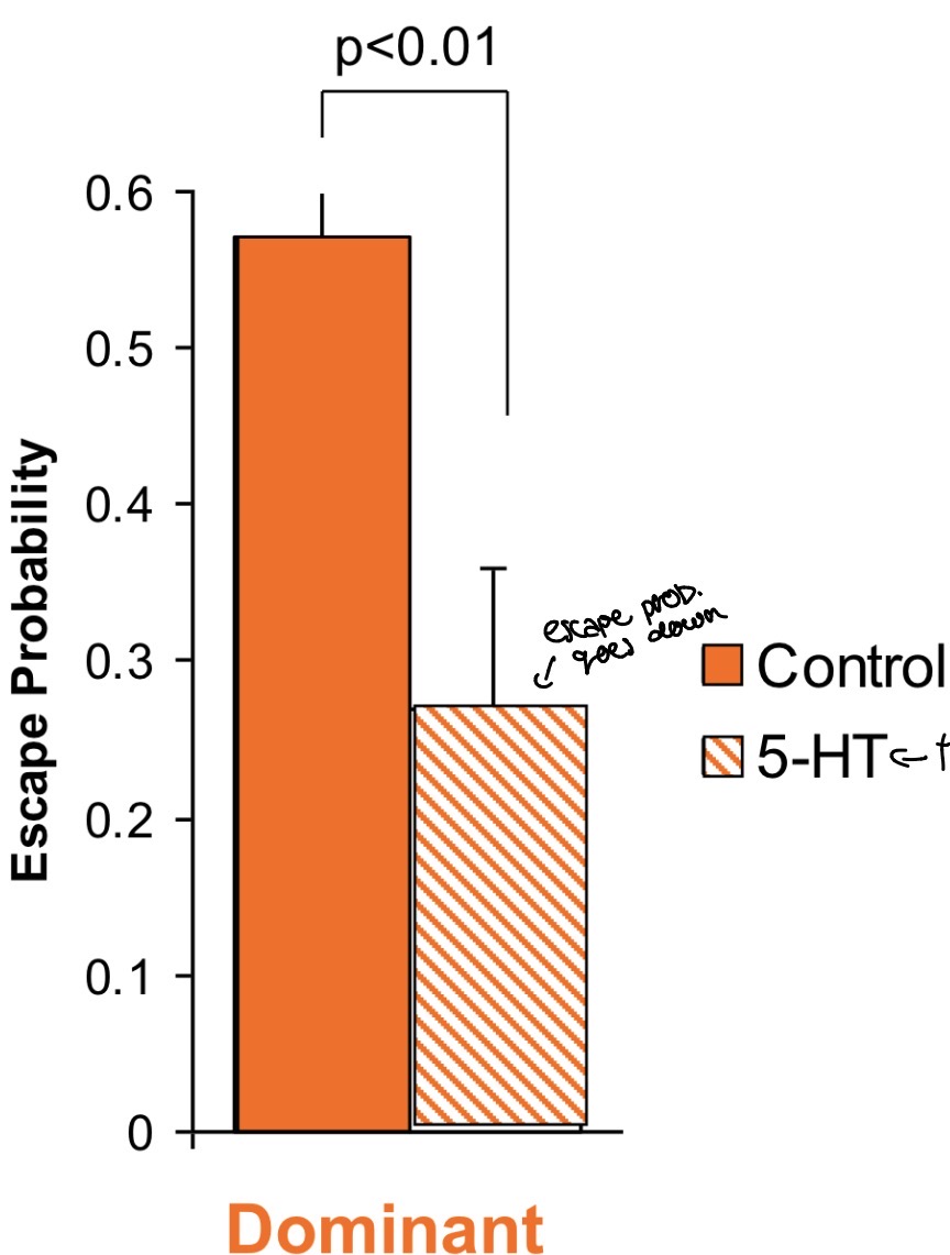 <p>Their escape,probability goes down when treated with seratonin</p>