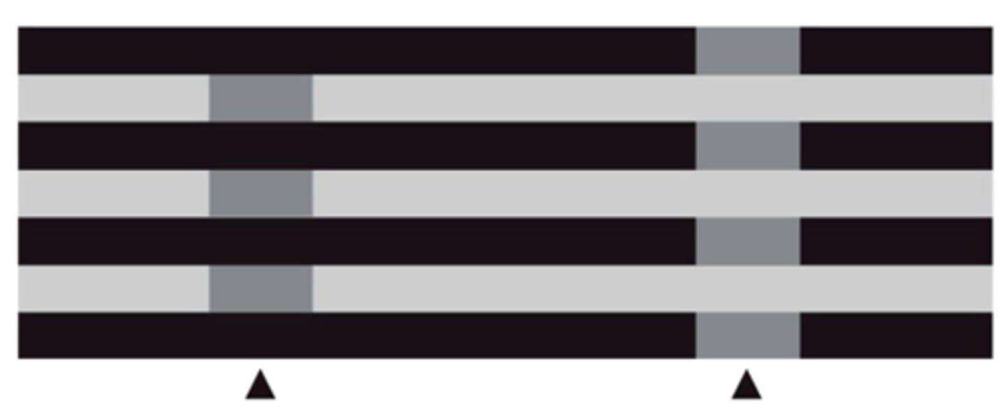 <p>Brightness percepts are generated on a statistical basis as a means of contending with the inherent ambiguity of luminance.</p>
