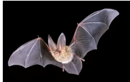 <p>long and soft coat; two large lumps on snout; very large, naked ears</p>