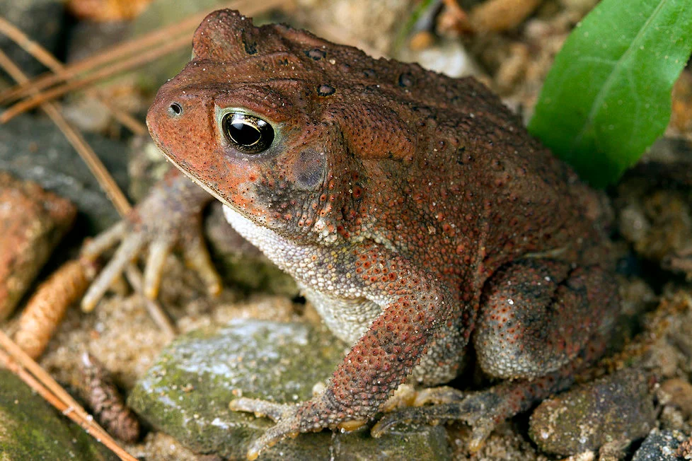 <p>American Toad</p>