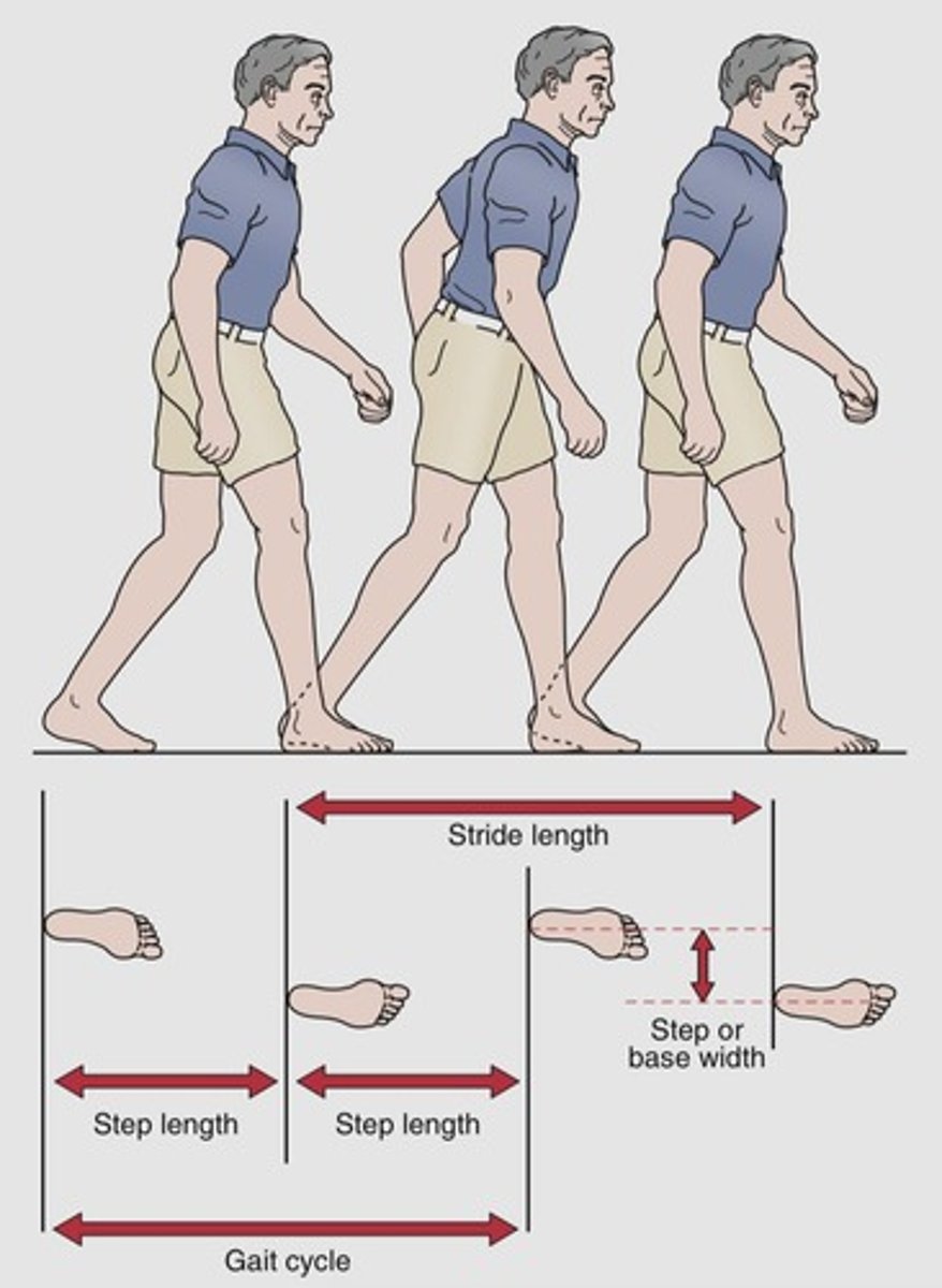<p>One full gait cycle (heel to heel of same foot).</p>
