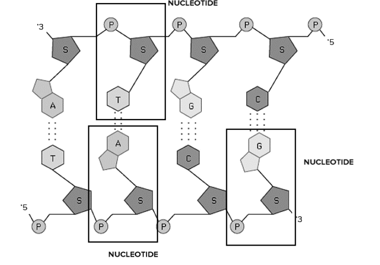 <p>Waaruit bestaat een nucleotide?</p>