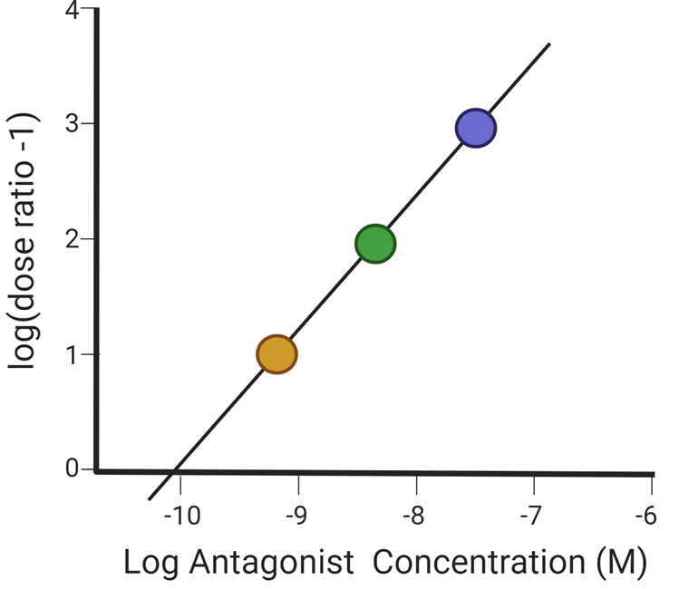 <p>The pA2 value is determined from where line intersects X axis</p><p>It is the negative log value of concentration</p><p></p>