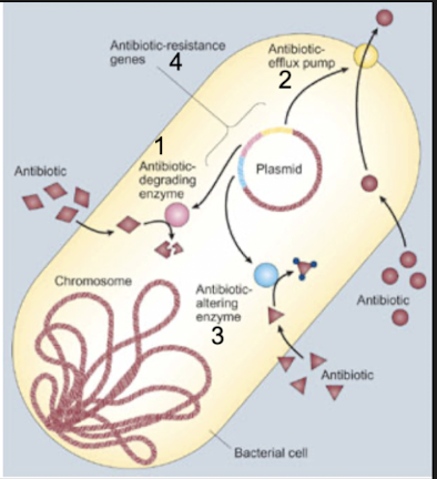 <p><span style="background-color: transparent;">Characteristics of intrinsic (naturally coded and expressed by all or almost all strains of that particular bac species) and acquired resistance (changes in genome through mutation or horizontal gene acquisition that lead to changes in nature of proteins expressed; these changes may lead to alt in structural or functional features of bac, which may result in changes leading to resistance against antibiotics) →common pathways of resistance:</span></p><ol><li><p><span style="background-color: transparent;">Enzymatic degradation or modification of the antimicrobic agent (add or modify enzyme or destroy it)</span></p></li><li><p><span style="background-color: transparent;">&nbsp;decrease uptake or accumulation of the antimicrobial agent</span></p></li><li><p><span style="background-color: transparent;">&nbsp;altered antimicrobial target (alter step and metabolic pathway so antibiotic doesn't have a place to come and act)</span></p></li><li><p><span style="background-color: transparent;">&nbsp;circumvention of the consequences of antimicrobial action</span></p></li><li><p><span style="background-color: transparent;">&nbsp;uncoupling of antimicrobial agent–target interactions and subsequent effects on bacterial metabolism&nbsp;</span></p></li><li><p><span style="background-color: transparent;">&nbsp;any combination of the above</span></p></li></ol><p><span style="background-color: transparent;">Summary and examples:</span></p><ol><li><p><span style="background-color: transparent;"><strong>Enzymatic degradation</strong> or <strong>modification of the antimicrobic agent</strong>: Innate production of enzymes that inactivate the drug</span></p></li><li><p><span style="background-color: transparent;">&nbsp;<strong>decreased uptake or accumulation </strong>of antimicrobial agent: Extrusion of the drug by chromosomally encoded active exporters</span></p></li><li><p><span style="background-color: transparent;">&nbsp;<strong>altered antimicrobial target</strong>: lack of affinity of the drug for the bacterial target</span></p></li><li><p><span style="background-color: transparent;">&nbsp;<strong>circumvent </strong>/ find way around consequences of antimicrobial action: and accessibility of drug into the bacterial cell</span></p></li><li><p><span style="background-color: transparent;">&nbsp;<strong>uncouple antimicrobic-target</strong> interactions</span></p></li></ol><p><span style="background-color: transparent;">Thus, antibiotics combat some mech:</span></p><p><span style="background-color: transparent;">*don’t mem, just know this is how antibiotic resistance is combated</span></p><p><span style="background-color: transparent;">Emergence of antimicrobial resistance:</span></p><ul><li><p><span style="background-color: transparent;">Mixing of bac gene pool + selective pressure from excessive antimicrobial use and abuse =&gt;survival of the fittest (ones that survive antibiotics)</span></p></li></ul><ul><li><p><span style="background-color: transparent;">Emergence of new genes</span></p></li><li><p><span style="background-color: transparent;">&nbsp;spread of old genes to new hosts</span></p></li><li><p><span style="background-color: transparent;">&nbsp;mutations of old genes resulting in more potent resistance</span></p></li><li><p><span style="background-color: transparent;">&nbsp;emergence of intrinsically resistant opportunistic bacteria&nbsp;</span></p></li></ul><p></p>