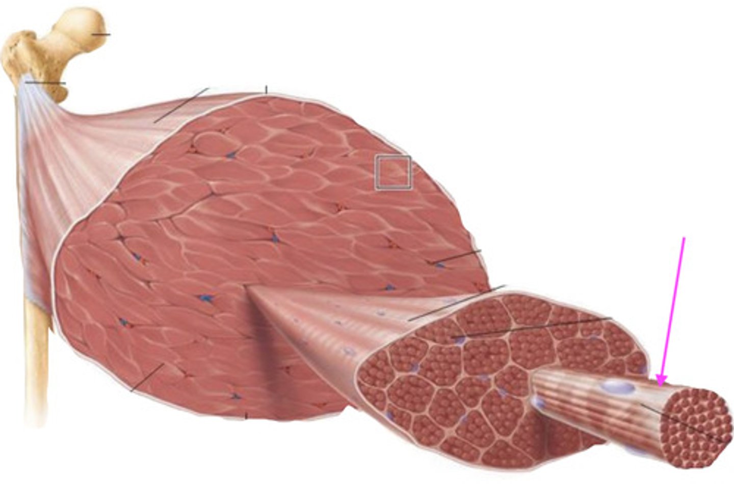 <p>what is this connective tissue called?</p>