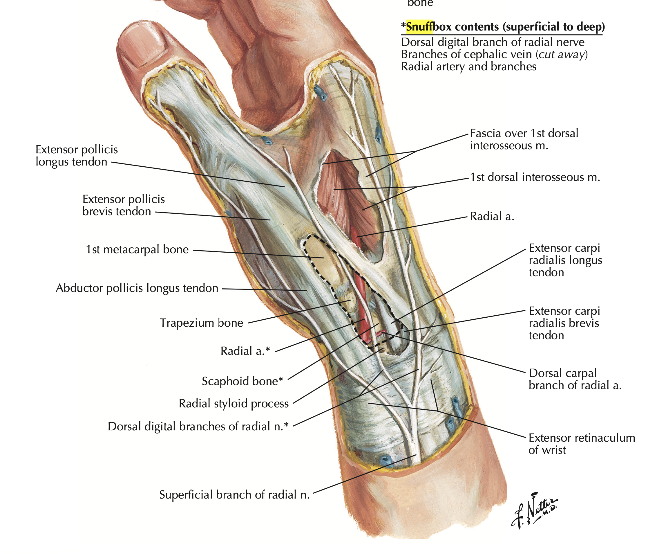 <p>Which artery crosses the anatomical snuffbox as it enters the hand?</p>