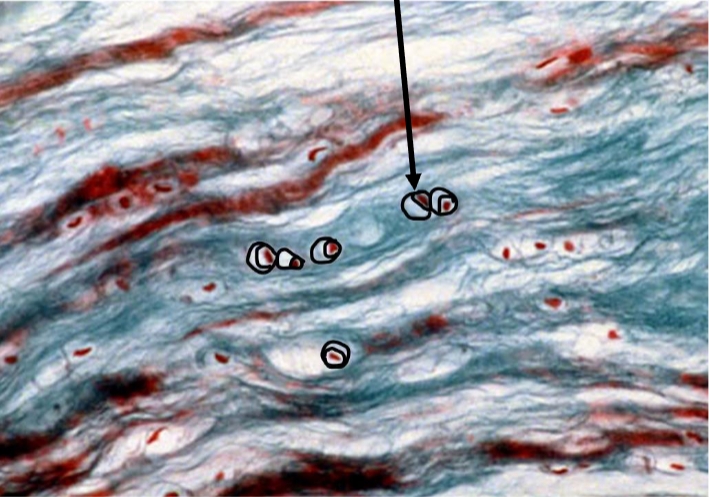<p>Cell type</p>