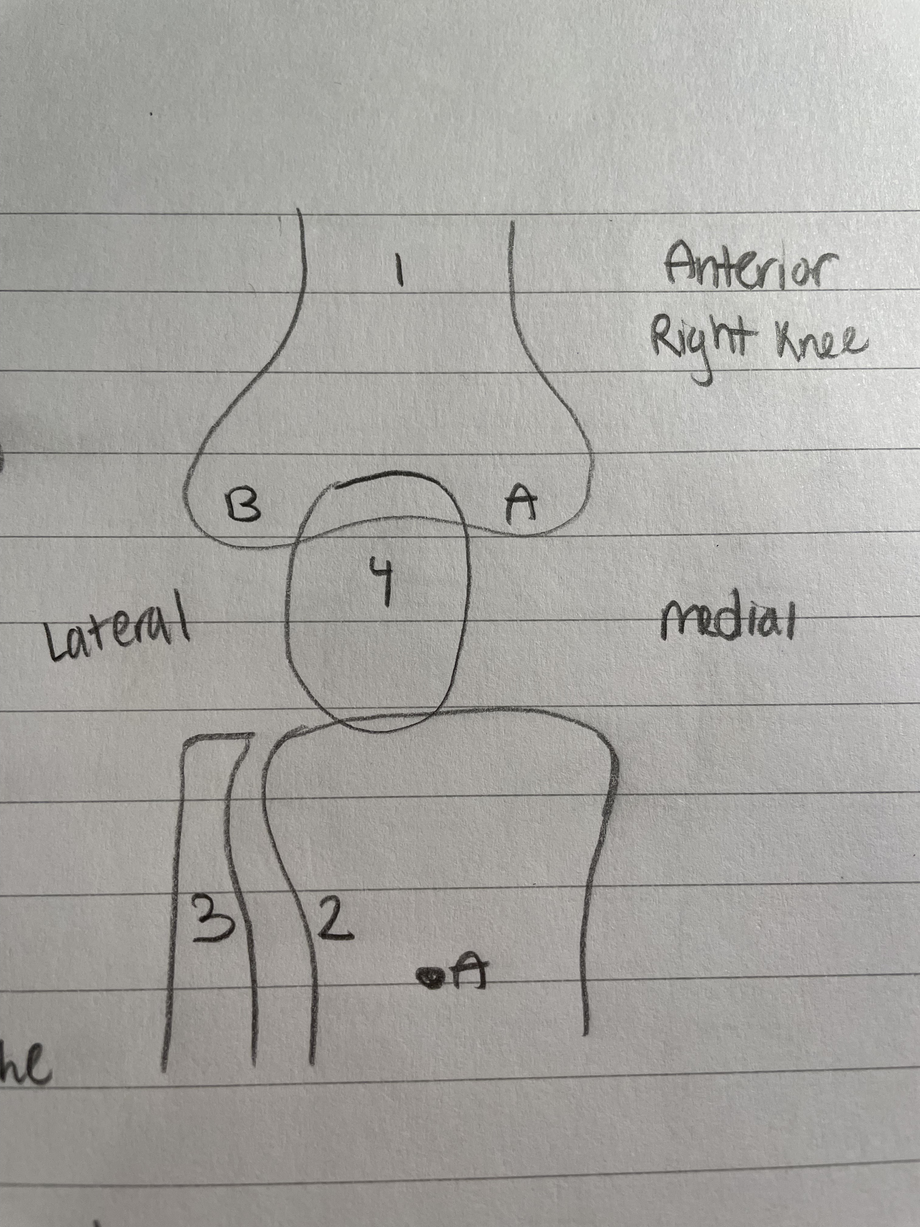 <ol start="4"><li><p>Patella (Knee Bone)</p></li></ol>