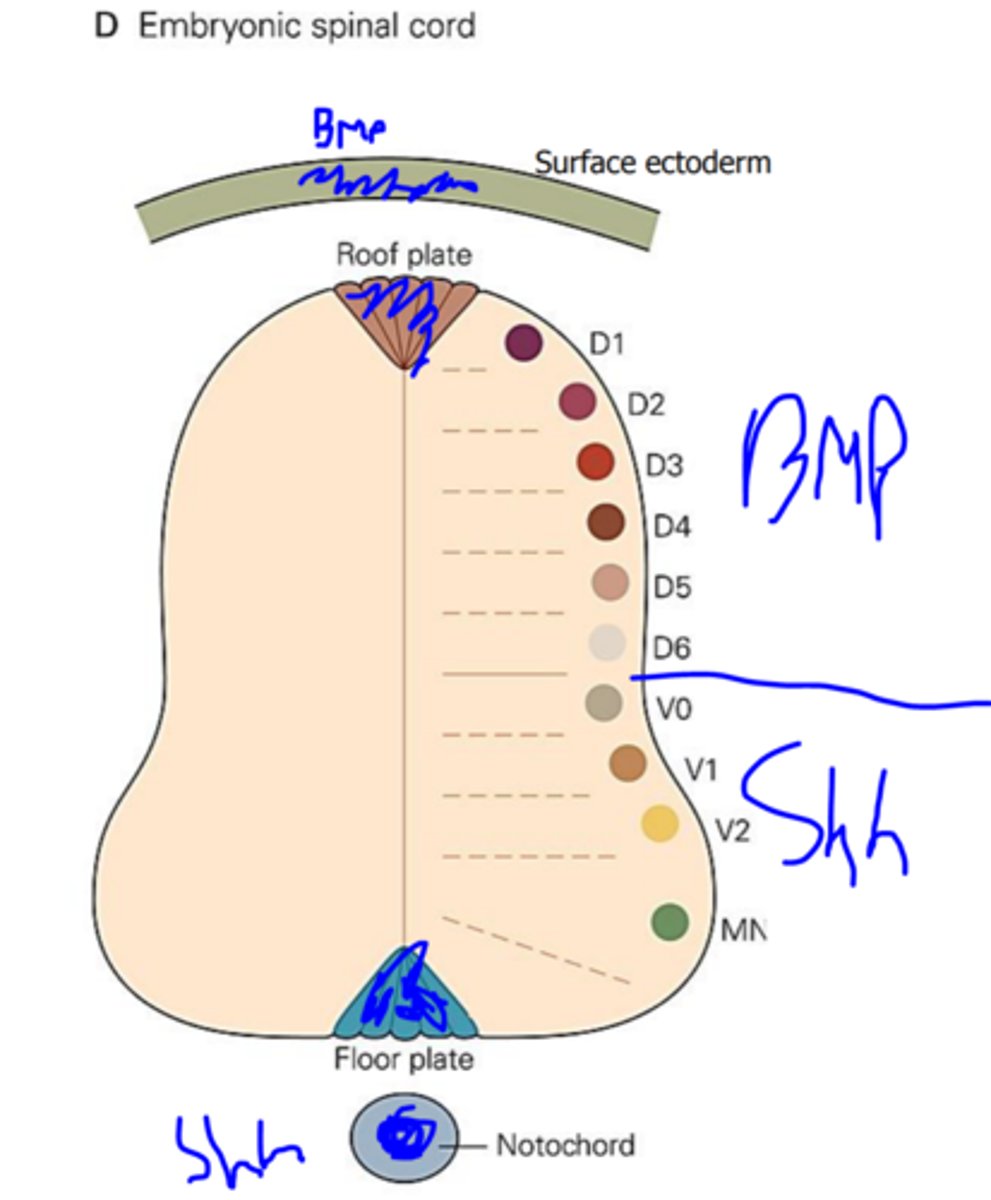 <p>Sonic hedgehog (Shh) is expressed in the floor plate and notochord. There is a dorsal (high) to ventral (low) gradient of Shh signaling in the neural tube, which gradient controls cell identity. It gives rise to 5 major classes of ventral neurons: the interneurons V0-V3 and motor neurons (MN).</p><p>BMP is expressed in the ectoderm and the roof plate of the neural tube. It induces formation of sensory interneurons in the dorsal spinal cord.</p><p>As a result of Shh and BMP signaling the dorsal horn of the spinal cord is sensory nuclei and the ventral horn is somatic motor nuclei and the lateral horn contains visceromotor nuclei.</p>