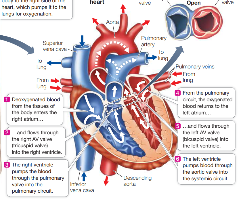 <ol><li><p>right atrium receives oxygen poor blood from superior and inferior vena cava</p></li><li><p>right ventricle contracts </p></li><li><p>blood goes to pulmonary artery which sends to</p></li><li><p>lung</p></li><li><p>pulmonary veins bring oxygen rich blood back to heart</p></li><li><p>left atrium receives oxygenated blood</p></li><li><p>left ventricle contracts and takes blood to</p></li><li><p>aorta which delivers oxygenated blood throughout the body</p></li><li><p>oxygen poor blood comes back into heart from superior and inferior vena cava</p></li></ol><p></p>