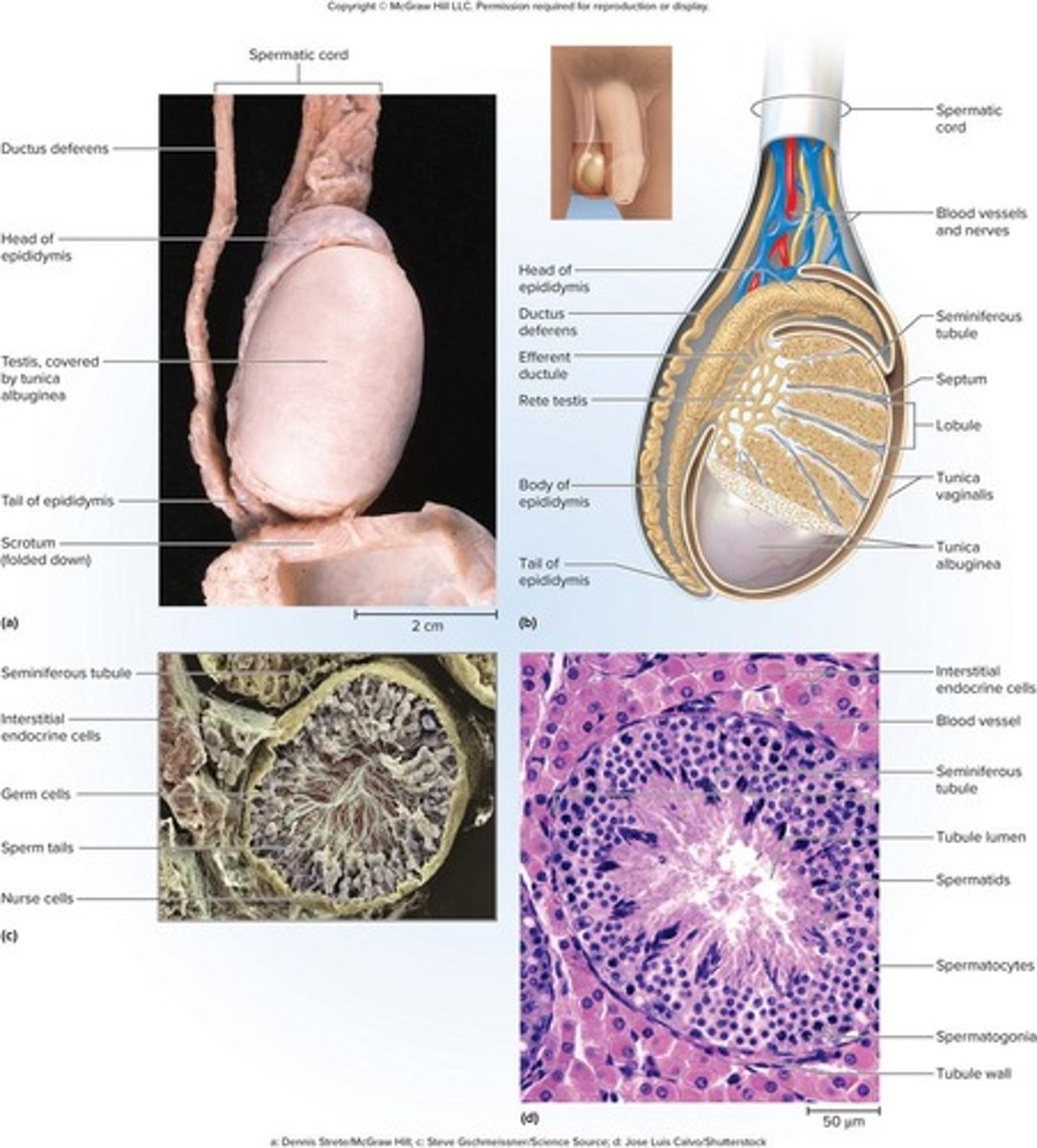 <p>A pouch of skin, muscle, and fibrous connective tissue containing the testes.</p>