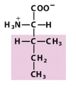 <p>Which amino acid is this (from slides)?</p>