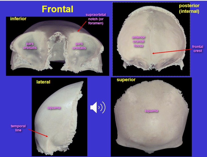 <p>Frontal bone</p>