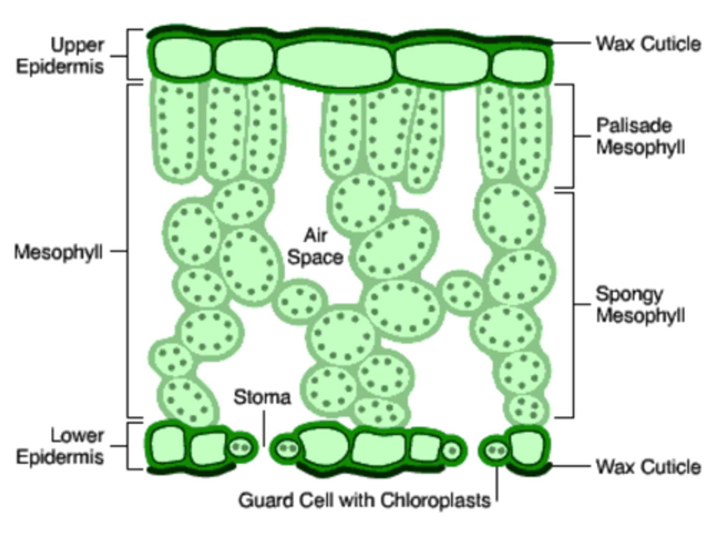 <p>1. Thin and flat to provide short diffusion pathway and large surface area to volume ratio.</p><p>2. Many minute pores in the underside of the leaf (stomata) allow gases to easily enter.</p><p>3. Air spaces in the mesophyll allow gases to move around the leaf, facilitating photosynthesis.</p>