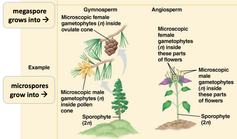 <ul><li><p><strong><u>Gametophyte</u></strong>: reduces( usually microscopic), dependent on surrounding sporophyte tissue for nutrition</p></li><li><p><strong><u>Sporophyte</u></strong>: Dominant</p></li></ul><p></p>