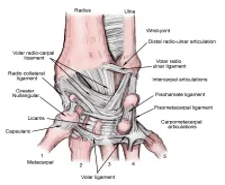 \-Joints between adjacent carpal bones

\-Functional joint exists between proximal and distal rows of carpals

\-Gliding motions

\-Dozens of individual ligaments