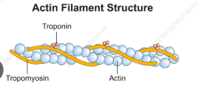 <p>Cell shape, movement, and muscle contraction.</p><p></p><p>Actin like active</p>