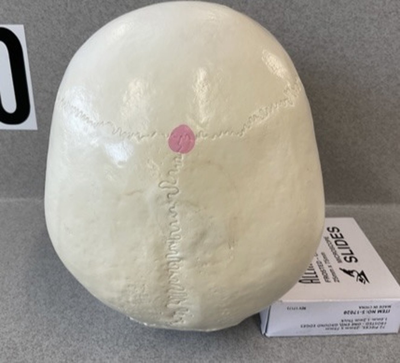 knowt flashcard image