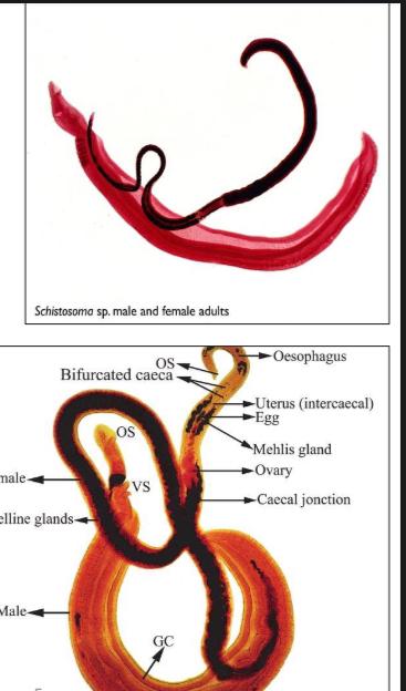 <p>what is this ?</p><p>mention the phylum and class of this parasite ?</p><p>mention two special characters for this stage ?</p>