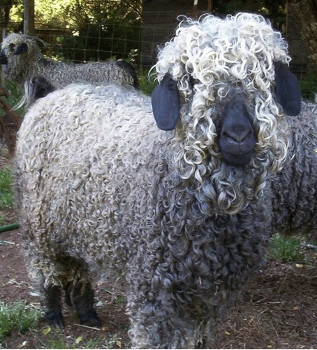 knowt flashcard image