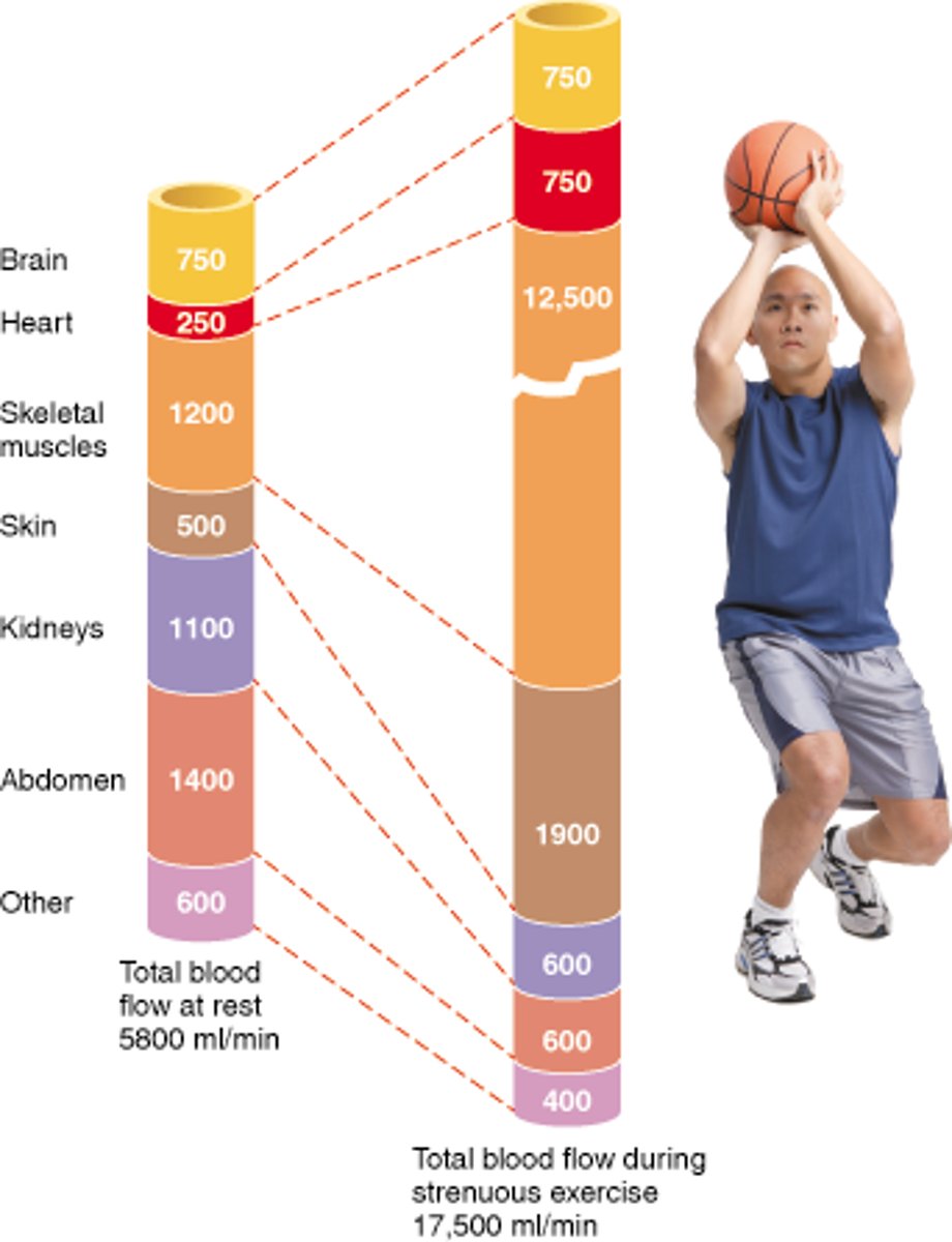 <p>inc flow:</p><p>- skeletal muscle</p><p>- heart</p><p>- skin</p><p>↓ flow:</p><p>- digestive system</p><p>- liver</p><p>- kidneyes</p><p>- bone and more</p><p>constant: brain</p>