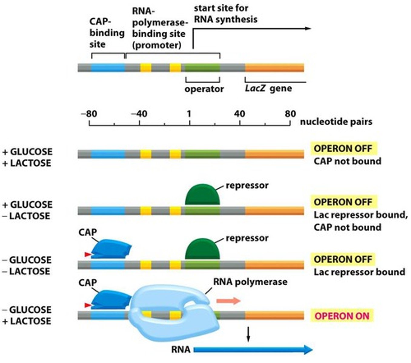 <p>antisense DNA strand (3' to 5') is transcribed to produce a sense mRNA strand (5' to 3')</p><p>synthesize RNA exclusively in the 5' to 3' direction, requiring a 3' to5' DNA strand as a template</p>