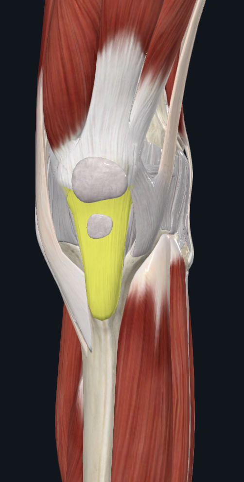 <p>what is the yellow part?</p>