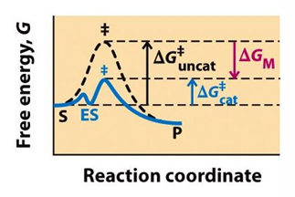<p>what is the difference between covalent and non-covalent interactions?</p>