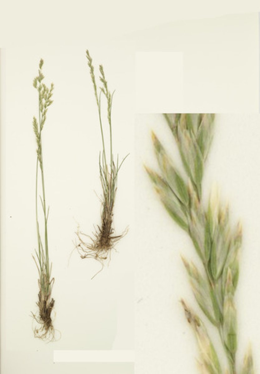 <p>Poa Secunda</p>