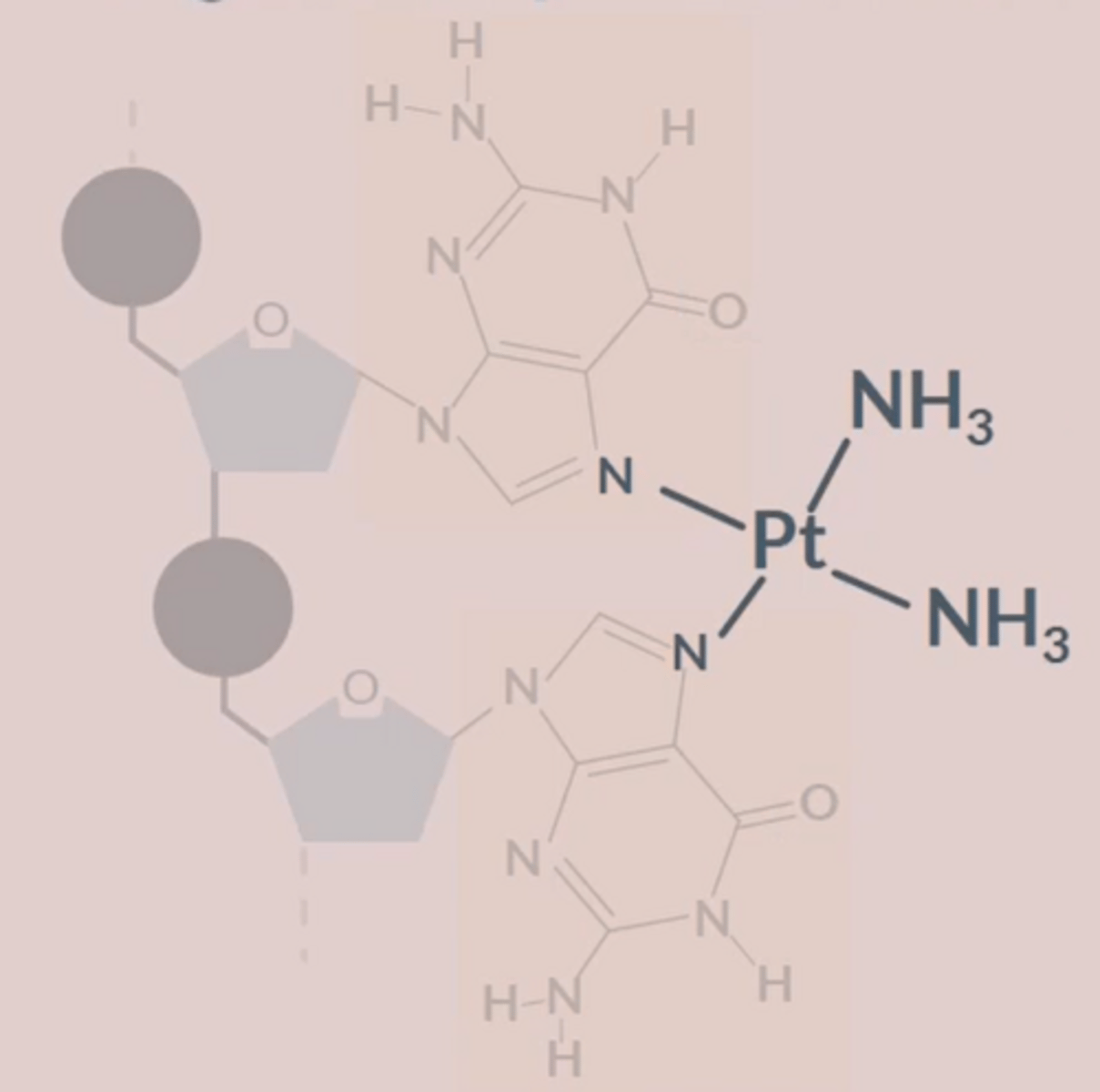 <p>● Anti-cancer drug</p><p>● Bonds to strands of DNA to distort shape and prevent cell replication.</p><p>● It bonds to the N (nitrogen) atoms on 2 adjacent G bases.</p><p>● The N atoms replace the Cl ligands in a ligand substitution reaction.</p>