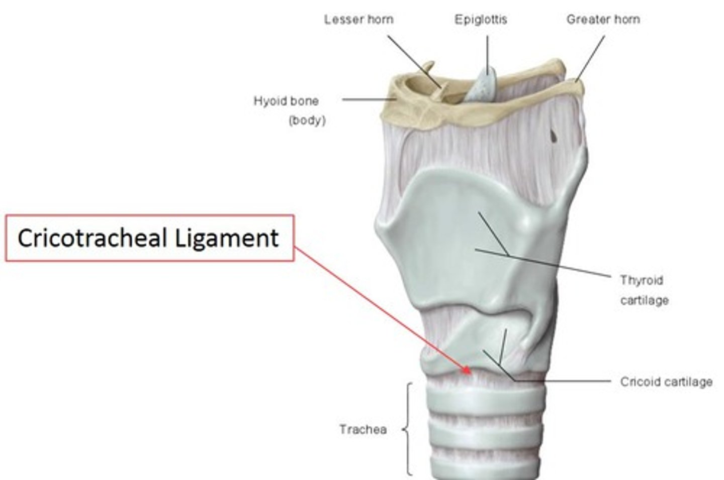 <p>A ligament that connects the cricoid cartilage to the trachea.</p>