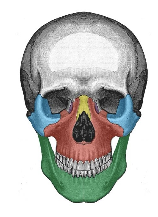 <p>name the bones</p>