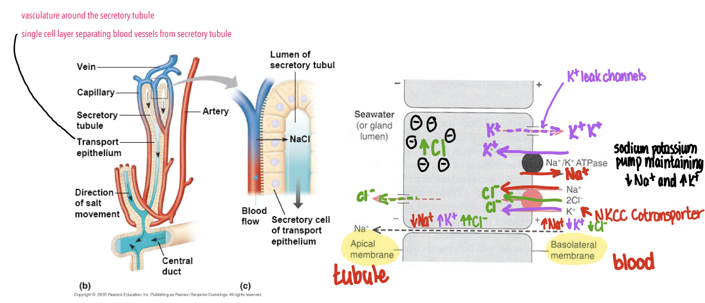 <ul><li><p>The nasal salt gland consists of highly vascularized secretory tubules surrounded by capillaries, separated by a single epithelial cell layer that allows efficient ion transport from blood to gland lumen</p></li><li><p>On the basolateral membrane, the Na<sup>+</sup>/K<sup>+</sup>-ATPase pumps Na<sup>+</sup> out of the cell and K<sup>+</sup> into the cell (out through K+ leak channels to stabilize membrane potential), maintaining low intracellular Na<sup>+</sup> for negative membrane potential</p></li><li><p>This sodium gradient drives the NKCC cotransporter (same function as before), resulting in a highly concentrated NaCl solution in the tubule lumen</p></li><li><p>The concentrated NaCl is then transported through a central duct and excreted through the nostrils</p></li></ul><p></p>