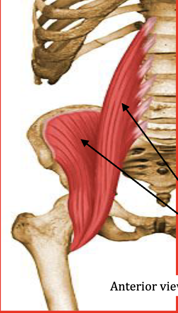 <p>Flexes hip and trunk</p><p>Antagonist: Gluteus Maximus</p>