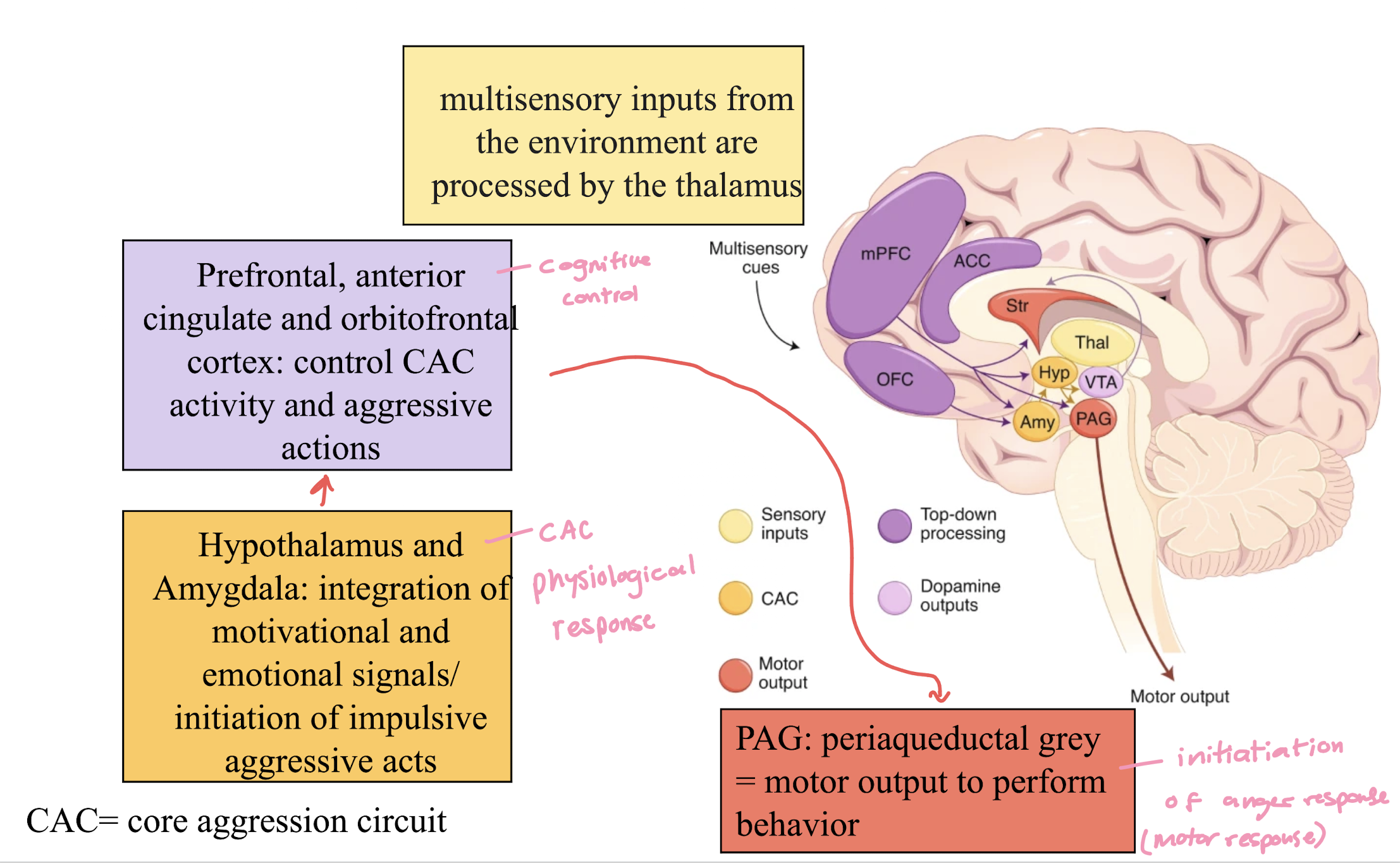 <ul><li><p>hypothalamus &amp; amygdala: motivational + emotional signals/initiations of impulsive aggressive acts (physiological response)</p></li><li><p>prefrontal, anterior cingulate cortex: control CAC activity and aggressive actions (cognitive control)</p></li><li><p>PAG: initiation of anger (motor) response</p></li></ul><p></p>