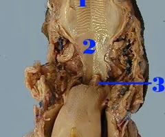 <p>What is structure #6 What’s it function? </p>