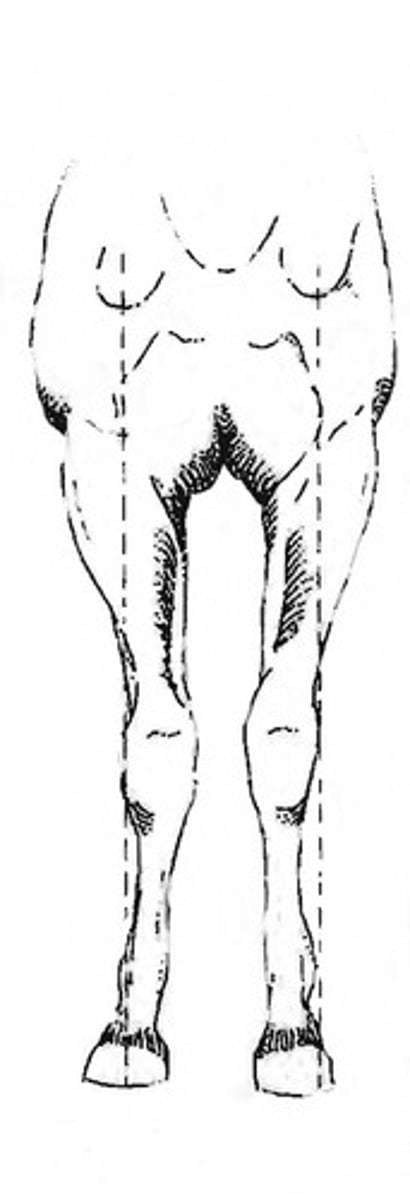 <p>carpus turned in, toes out</p>