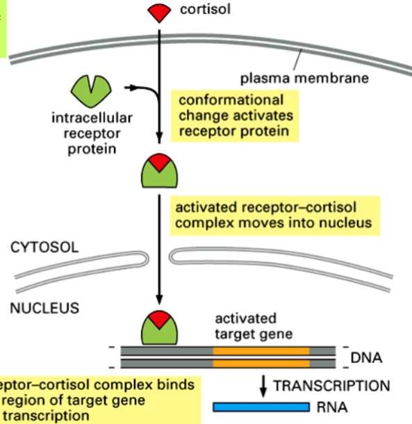 <p>cortisol receptor is a transcription factor</p><p>in absence of cortisol, receptor remains inactive in the cytosol</p><p>cortisol enters cell and binds to receptor → conformational change occurs → receptor becomes an active transcription regulator</p><p>active protein goes to cell nucleus and binds to specific regulatory DNA sequences of target genes</p>