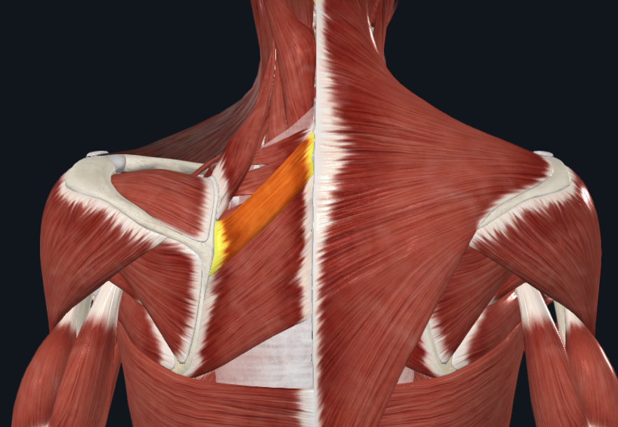 <p>What muscle is this</p>